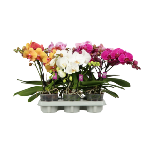 Phalaenopsis Shorty Bo Collection mix