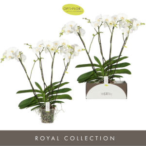 Phalaenopsis Theatro Classico