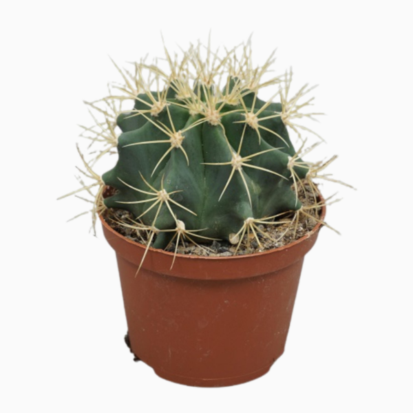 Ferocactus glaucescens