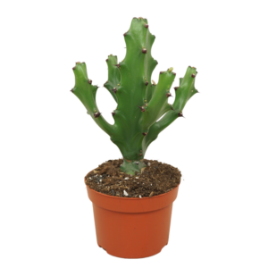 Euphorbia maurentania