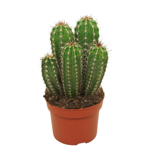 Pachycereus pecten-aboriginum