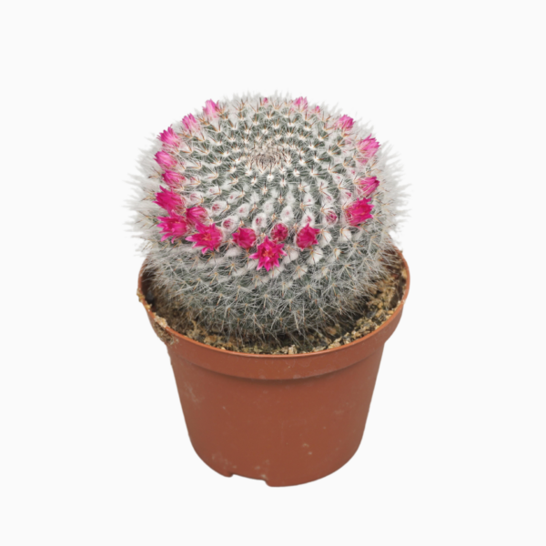 Mammillaria hahniana