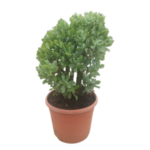 Crassula arborescens subsp. undilatifolia 'Curly'