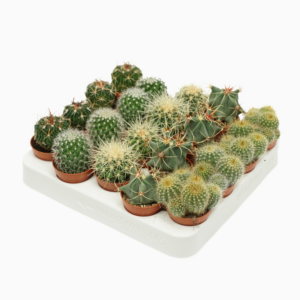 Cactus mix