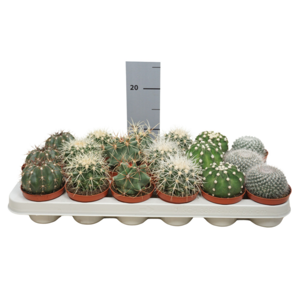 Cactus mix