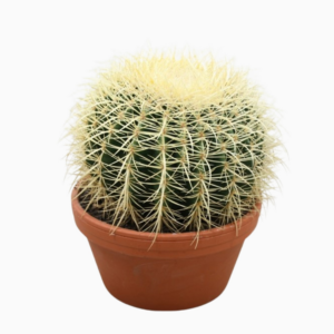 Echinocactus grusonii