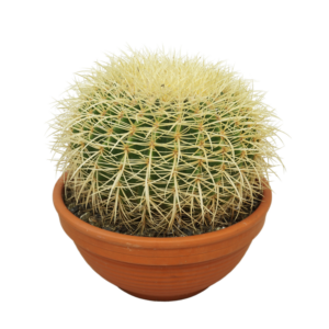 Echinocactus grusonii