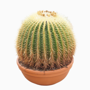 Echinocactus grusonii