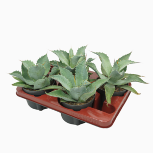 Agave potatorum