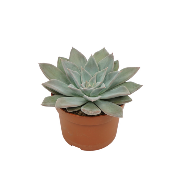 Echeveria silver queen