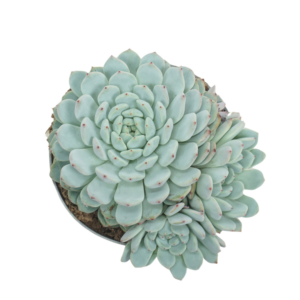 Echeveria Texensis