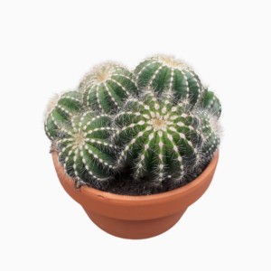 Notocactus magnificus