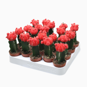 Gymnocalycium mihanovichii 'Japan Rood'