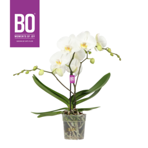 Phalaenopsis Big 50 Bo Collection