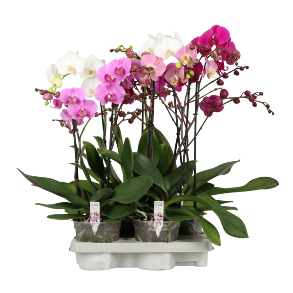 Phalaenopsis Funda Bo Collection