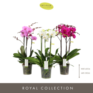 Phalaenopsis Impresso mix