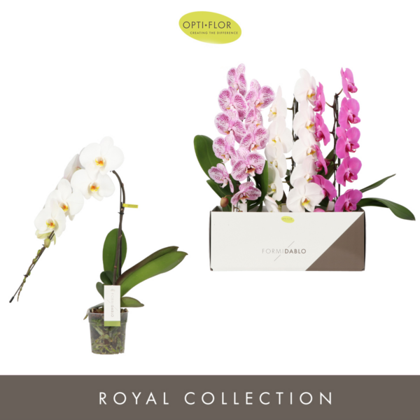 Phalaenopsis Formidablo