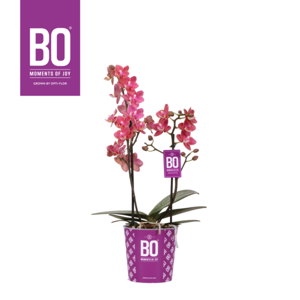 Phalaenopsis Multiflora Fragrance Bo Collection