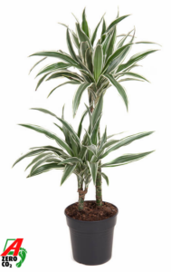 Dracaena fragrans 'White Stripe'