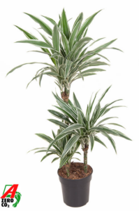 Dracaena fragrans 'White Stripe'