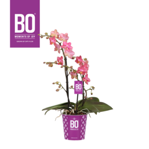 Phalaenopsis Multiflora Fragrance Bo Collection