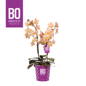 Phalaenopsis Multiflora Fragrance Bo Collection