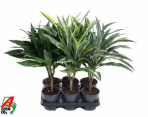 Dracaena mix