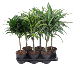 Dracaena mix