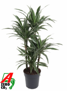 Dracaena deremensis 'Warneckei'