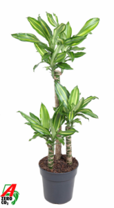 Dracaena Silver Dream