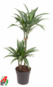 Dracaena fragrans 'Ulises'