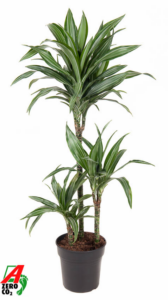 Dracaena fragrans 'Ulises'