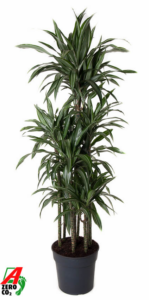 Dracaena fragrans 'Ulises'