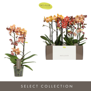 Phalaenopsis Multiflora Exclusivo Gold Mix