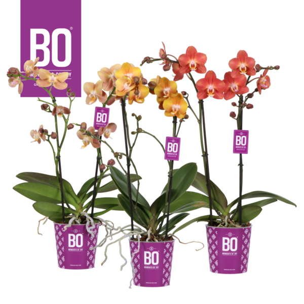 Phalaenopsis Multiflora Colours Gold mix Bo Collection