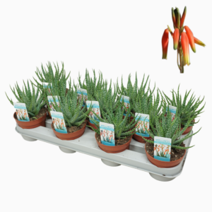 Aloe humilis