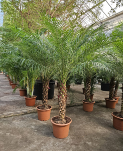 Podocarpus chinensis Bonsai