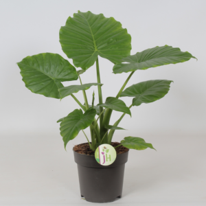 Alocasia gageana