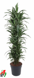 Dracaena fragrans 'Ulises'