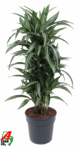 Dracaena fragrans 'Ulises'