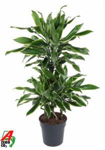 Dracaena fragrans 'Golden Coast'