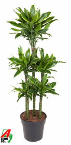 Dracaena fragrans 'Golden Coast'