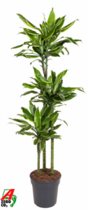 Dracaena fragrans 'Golden Coast'