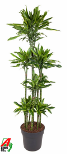 Dracaena fragrans 'Golden Coast'