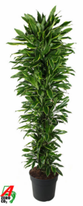 Dracaena fragrans 'Golden Coast'