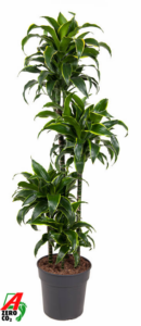 Dracaena fragrans 'Dorado'