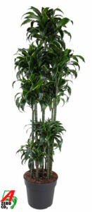 Dracaena fragrans 'Dorado'