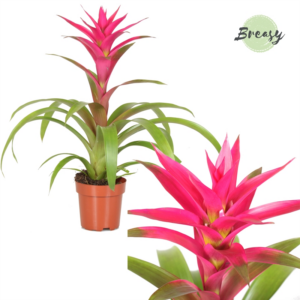 Guzmania 'Voila'