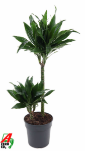 Dracaena fragrans 'Green Jewel'