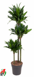 Dracaena fragrans 'Green Jewel'